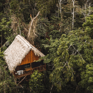 A wooden cabin with a thatched roof nestled among dense green foliage.