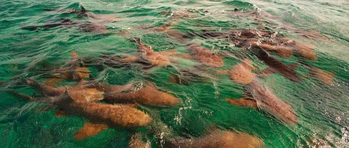 A group of sharks swimming in clear turquoise water.