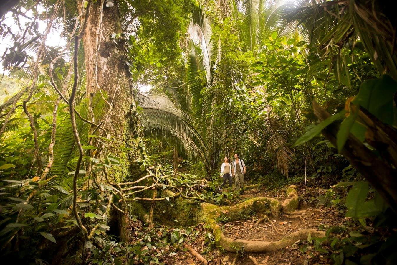 Two hikers walking along a trail in a lush, green jungle. Two hikers walking along a trail in a lush, green jungle.