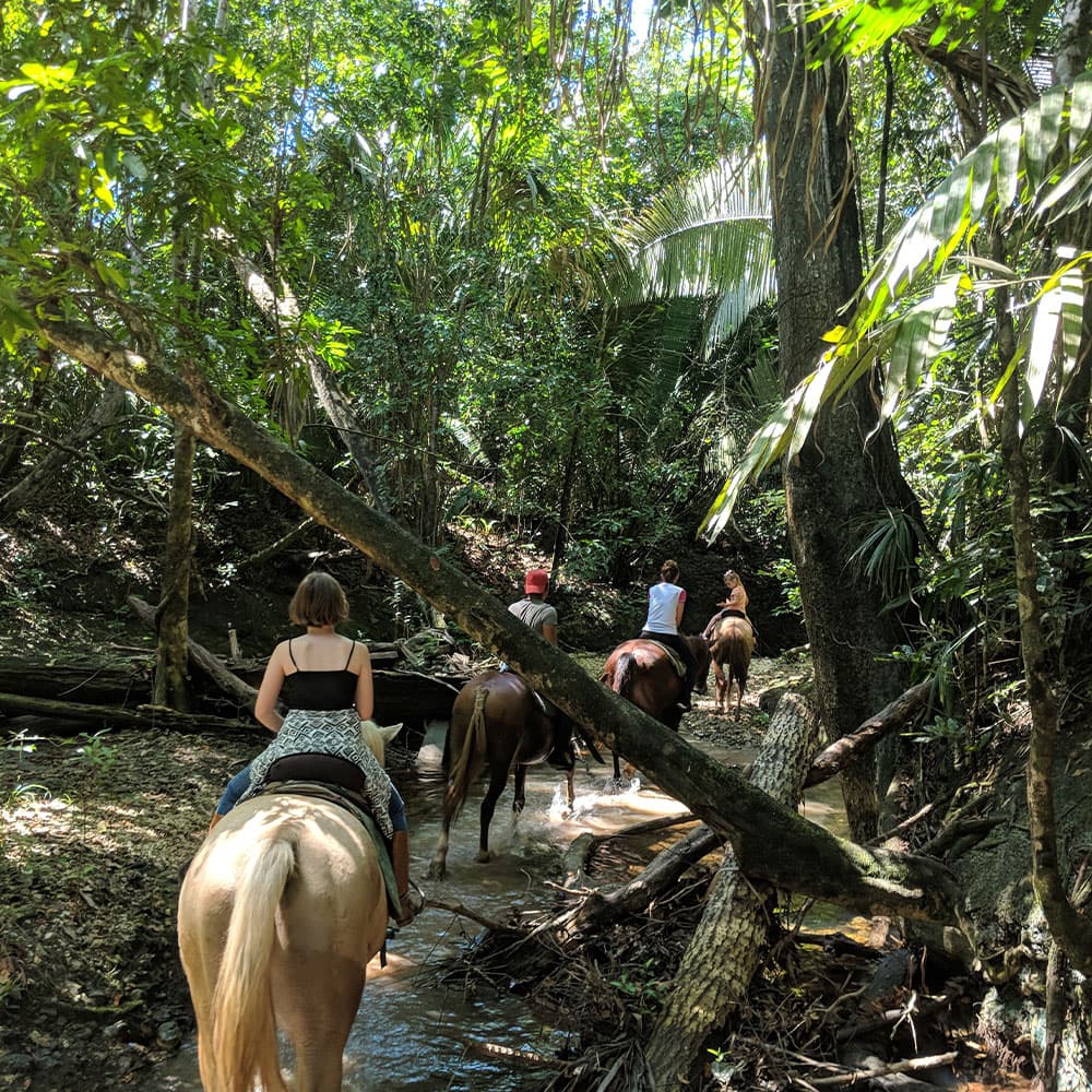 A group of people riding horses through a lush, green forest trail.