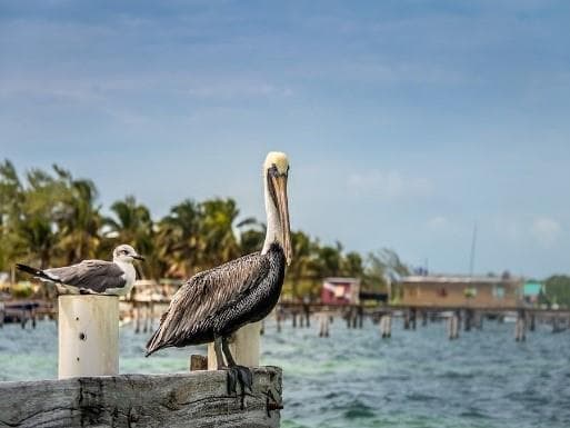 A brown pelican perches on a post near a seagull, overlooking the water and distant buildings. A brown pelican perches on a post near a seagull, overlooking the water and distant buildings.
