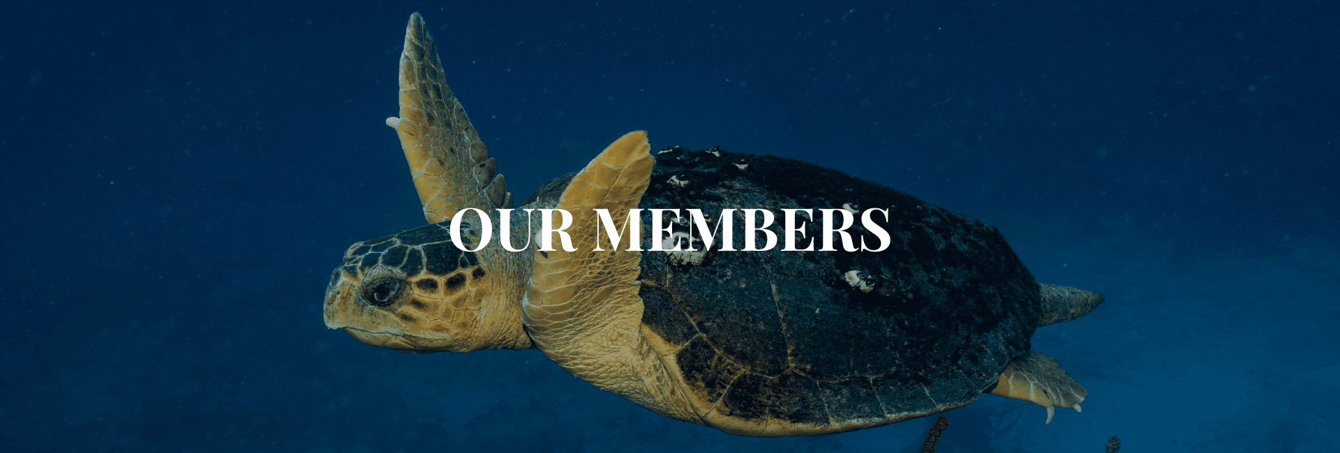 A sea turtle swims gracefully in deep blue water with the text "OUR MEMBERS" overlayed.