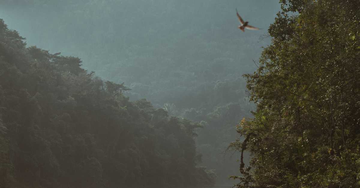 A bird soars over a misty jungle landscape. A bird soars over a misty jungle landscape.