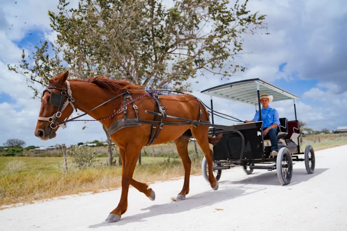 A brown horse pulls a carriage with a man in a blue shirt along a dirt path under a partly cloudy sky.