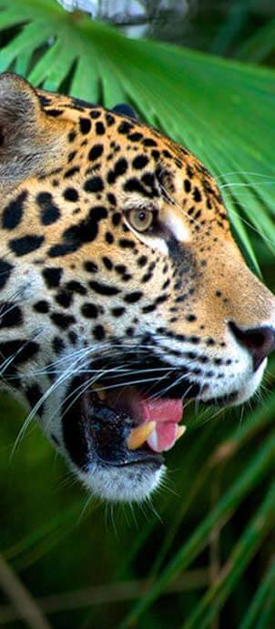 belize-quick-facts-jaguar.jpg